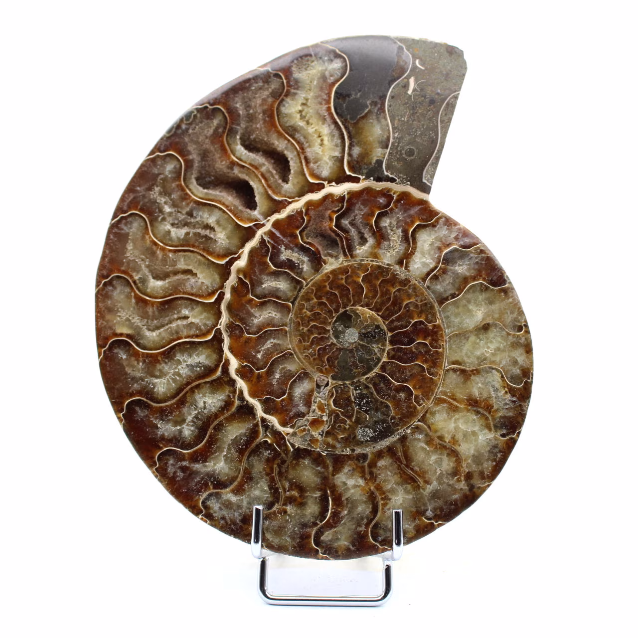 Fossiele ammoniet uit Madagaskar