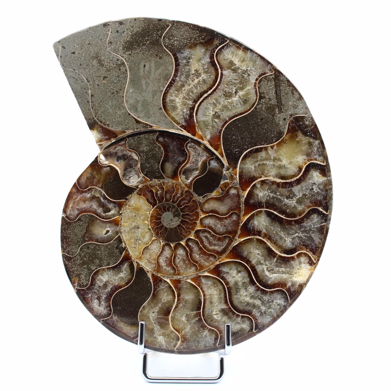 Gepolijste gefossiliseerde ammoniet