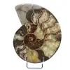 Natuurlijke ammoniet uit Madagaskar - 0