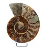 Fossiele ammoniet uit Madagaskar - 0