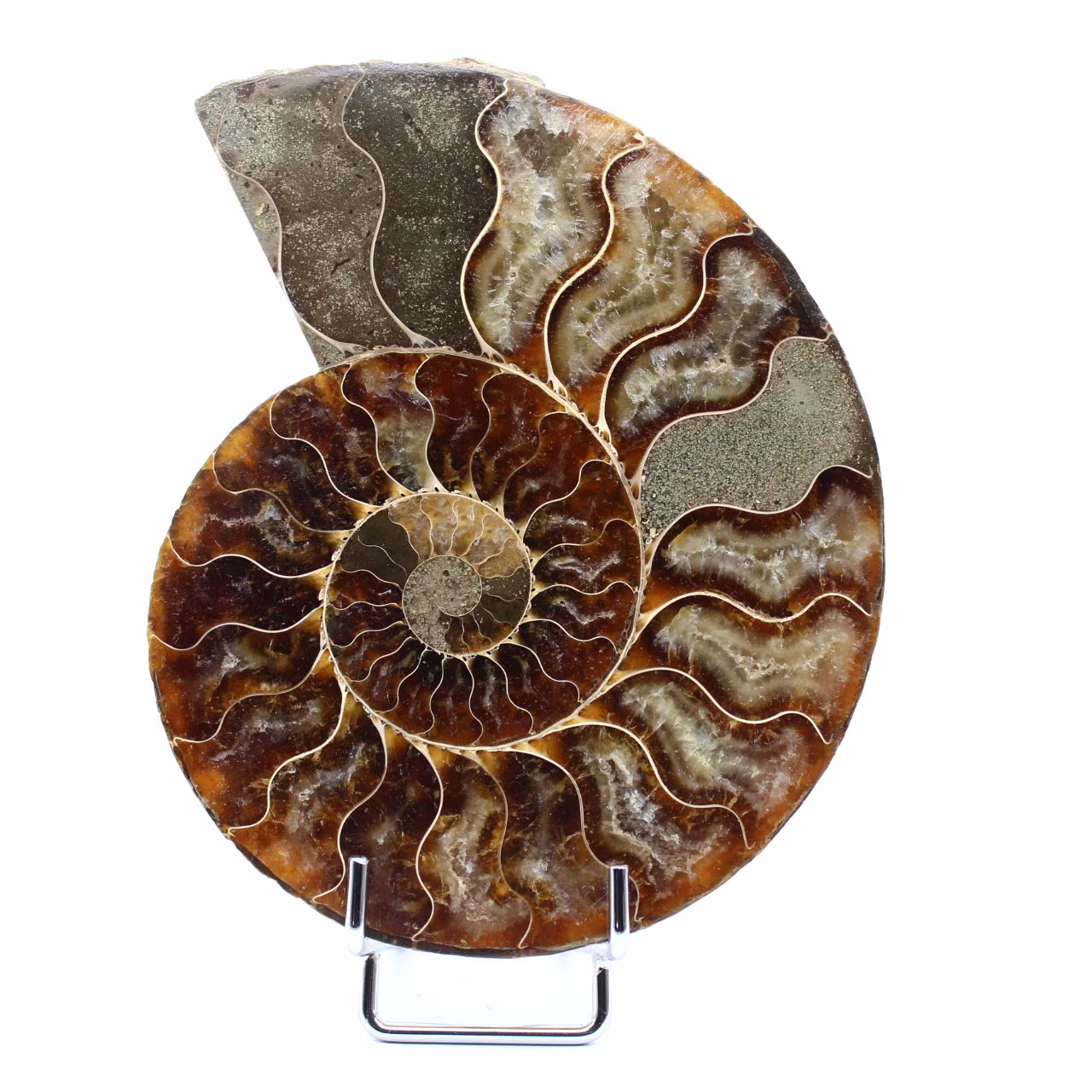 Fossiele ammoniet uit Madagaskar