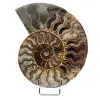 Ammoniet uit Madagaskar - 0