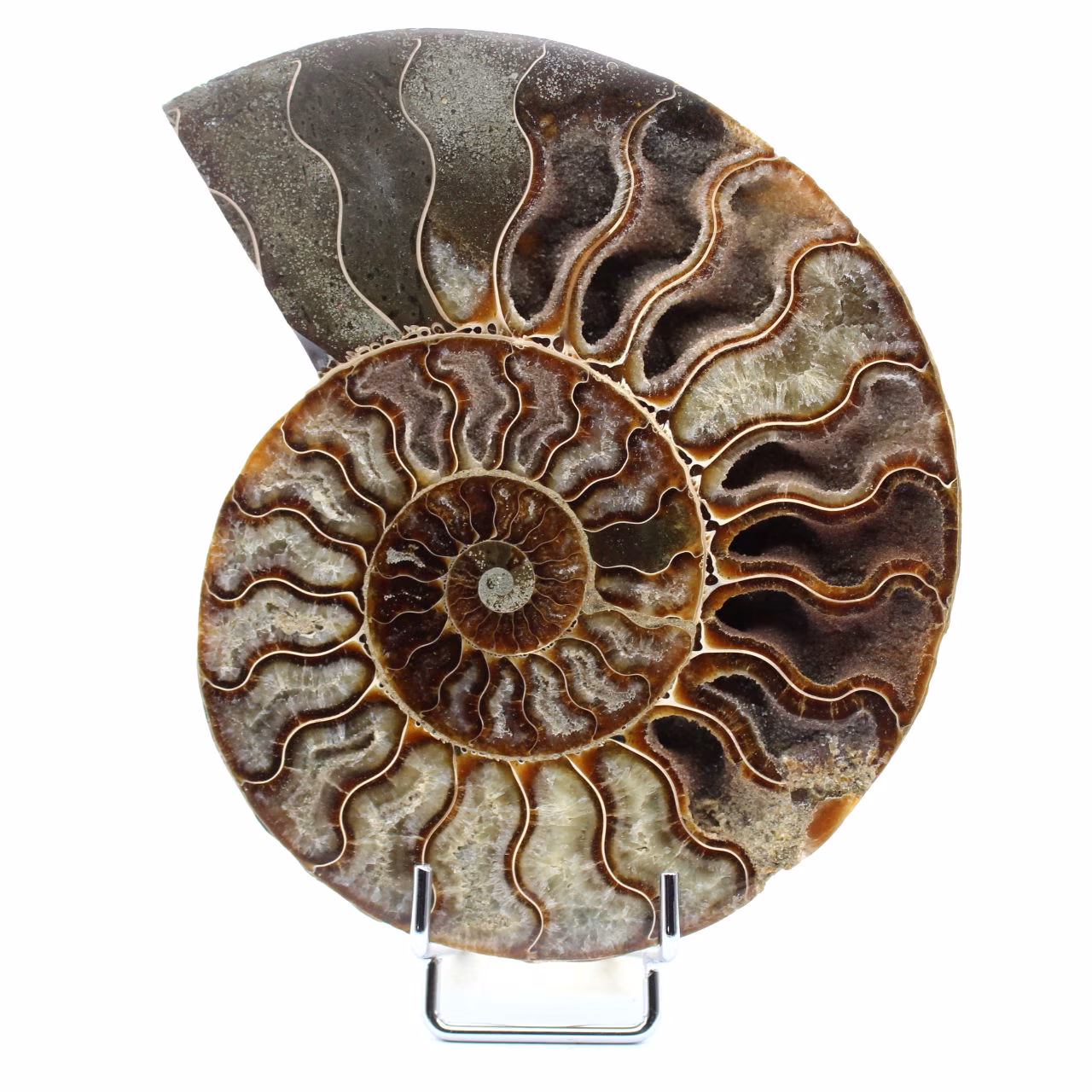 Ammoniet uit Madagaskar