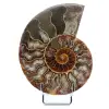 Natuurlijke ammoniet uit Madagaskar - 0