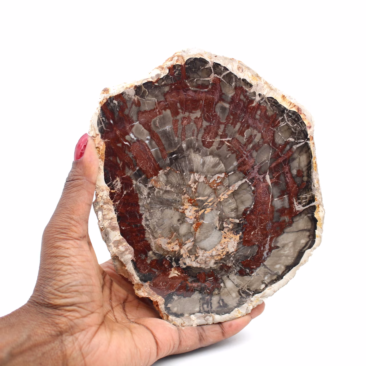 Fossiele houtschijf gepolijst