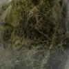 Collectible natuurlijke diopside - 5