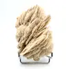 Witte bariet - 2