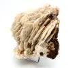 Witte bariet - 4