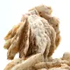 Witte bariet - 6