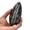 Marokkaanse Orthoceras - 0