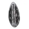 Marokkaanse Orthoceras - 1