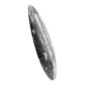 Marokkaanse Orthoceras - 2