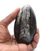 Orthoceras fossiel - 0