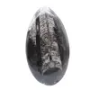 Orthoceras fossiel - 1