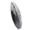 Orthoceras fossiel - 2