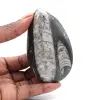Fossiele Orthoceras Marokko - 0