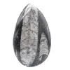Fossiele Orthoceras Marokko - 1