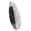 Fossiele Orthoceras Marokko - 2