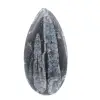 Fossiele Orthoceras uit Marokko - 1