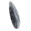 Fossiele Orthoceras uit Marokko - 2