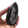 Gepolijste fossiele Orthoceras - 0