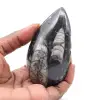 Marokkaanse Orthoceras - 0