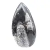 Marokkaanse Orthoceras - 1