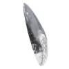 Marokkaanse Orthoceras - 2
