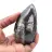 Marokkaanse Orthoceras