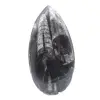 Fossiele Orthoceras - 1