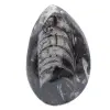 Fossiele Orthoceras uit Marokko - 1