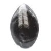 Orthoceras fossiel Marokko - 1