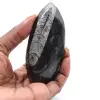 Orthoceras - 0