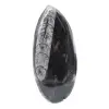 Orthoceras - 1