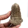 Trilobiet - 0