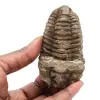 Trilobiet - 0