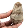 Fossiele trilobiet - 0