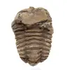 Fossiele trilobiet Marokko - 1