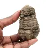 Trilobietfossiel uit Marokko - 0