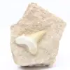 Otodus tand uit Marokko - 0