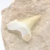 Otodus tand uit Marokko - 1