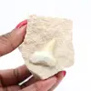 Otodus tand uit Marokko - 2