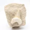 Fossiele otodus tand Marokko - 0