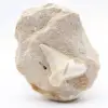 Fossiele otodus tand uit Marokko - 0
