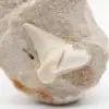 Fossiele otodus tand uit Marokko - 1