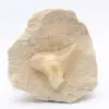 Otodus fossiel Marokko - 0