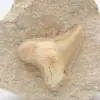 Otodus fossiel Marokko - 1