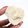 Otodus fossiel Marokko - 2