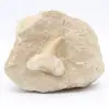 Otodustand op ganggesteente - 0