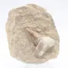 Otodus-tand - 0